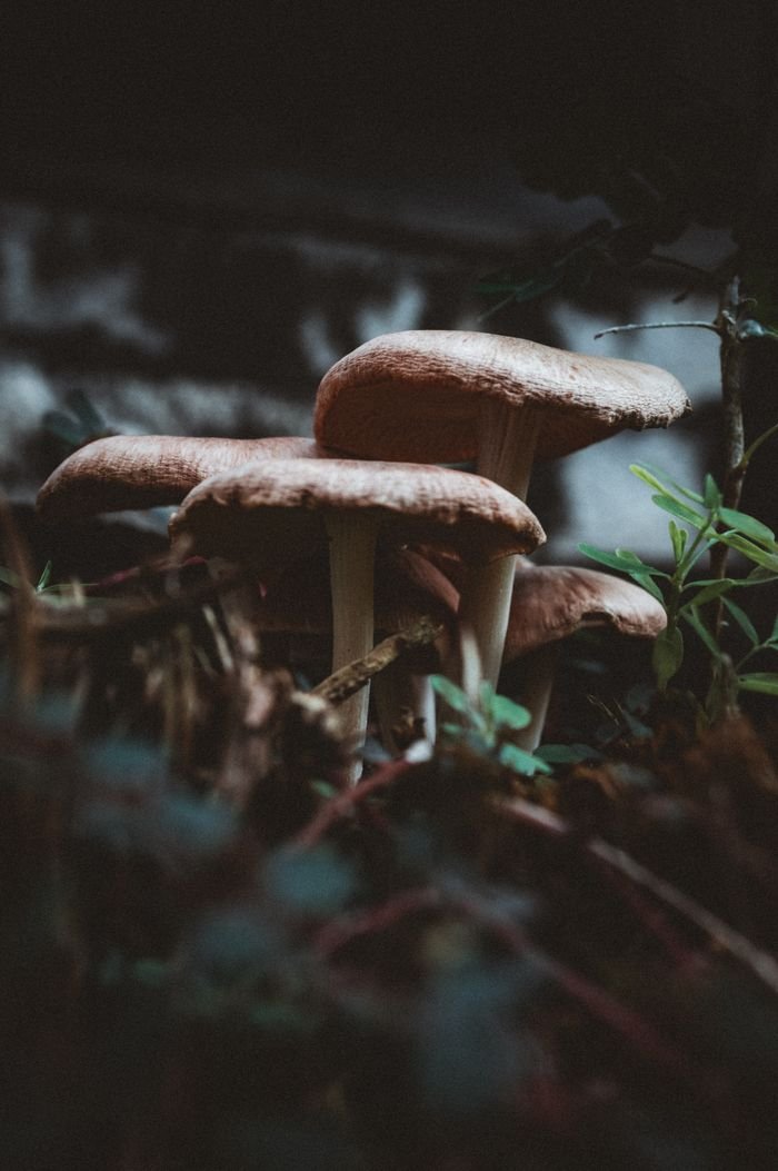Home Close-up capture of wild mushrooms in a dark forest setting, highlighting natural beauty.