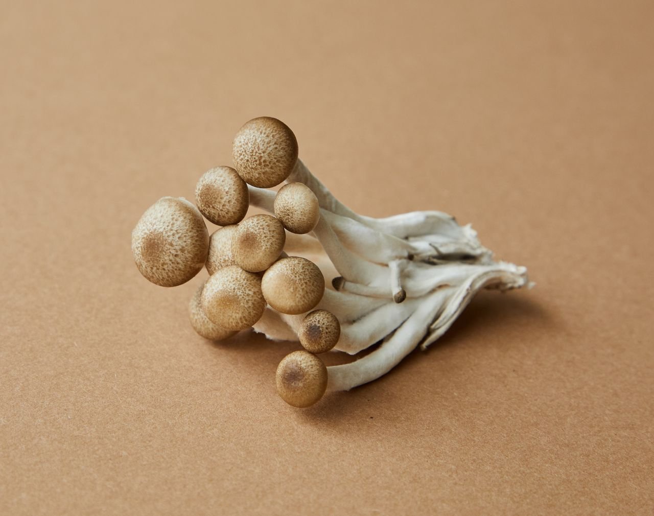 Home High angle of fresh uncooked edible light brown shimeji mushrooms on brown background